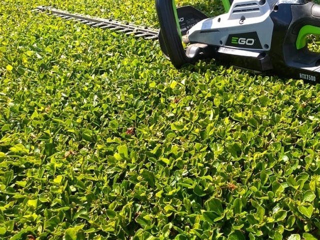 Professional Hedge Trimming Services Wexford and the South East