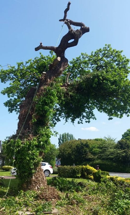 Tree Topping and Tree Removal Service Wexford, Waterford, Carlow, Kilkenny